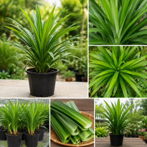 Pandan Live Plant 4-6" Tall - Fragrant Herb for Indoor & Outdoor Growing