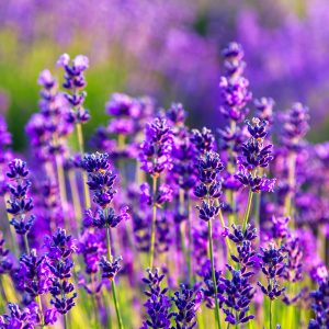 Lavender Live Plant - Phenomenal Variety, 3-inch Pot, Fragrant Perennial Herb for Indoor/Outdoor