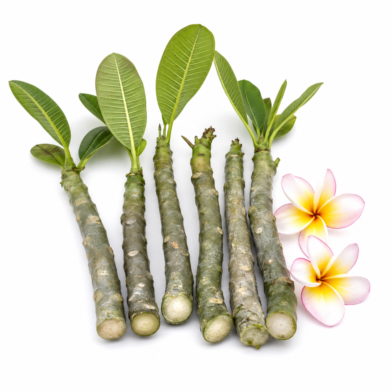 2 Plumeria Cuttings - Pink Frangipani Live Plant for Outdoor Planting