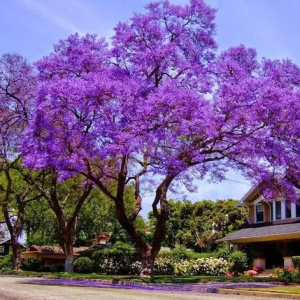 Jacaranda Tree Live Plant Seedling - 8-10 Inch Tall - Outdoor Planting