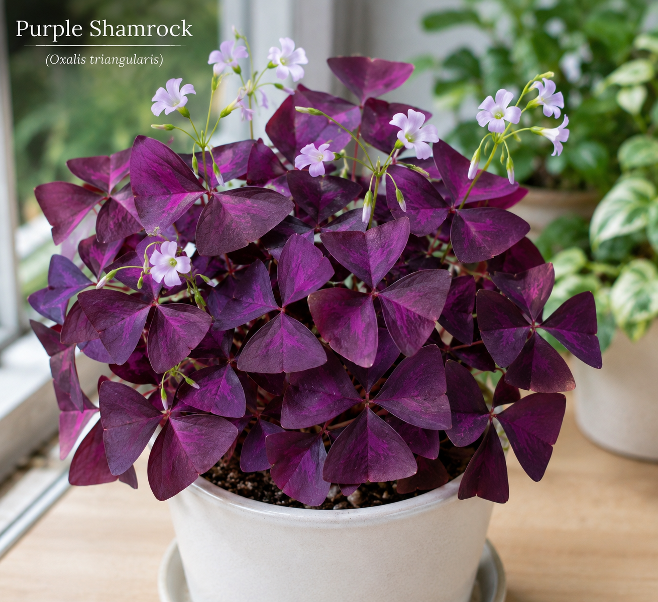 Oxalis Triangularis Live Plant - Purple Shamrock Plant, 4 Inch Pot, Houseplant