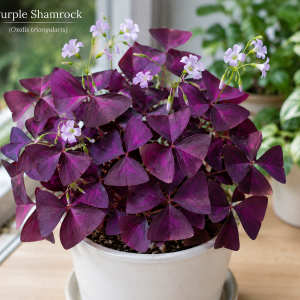 Oxalis Triangularis Live Plant – Purple Shamrock Plant – 4-9 Inch Tall – Indoor/Outdoor