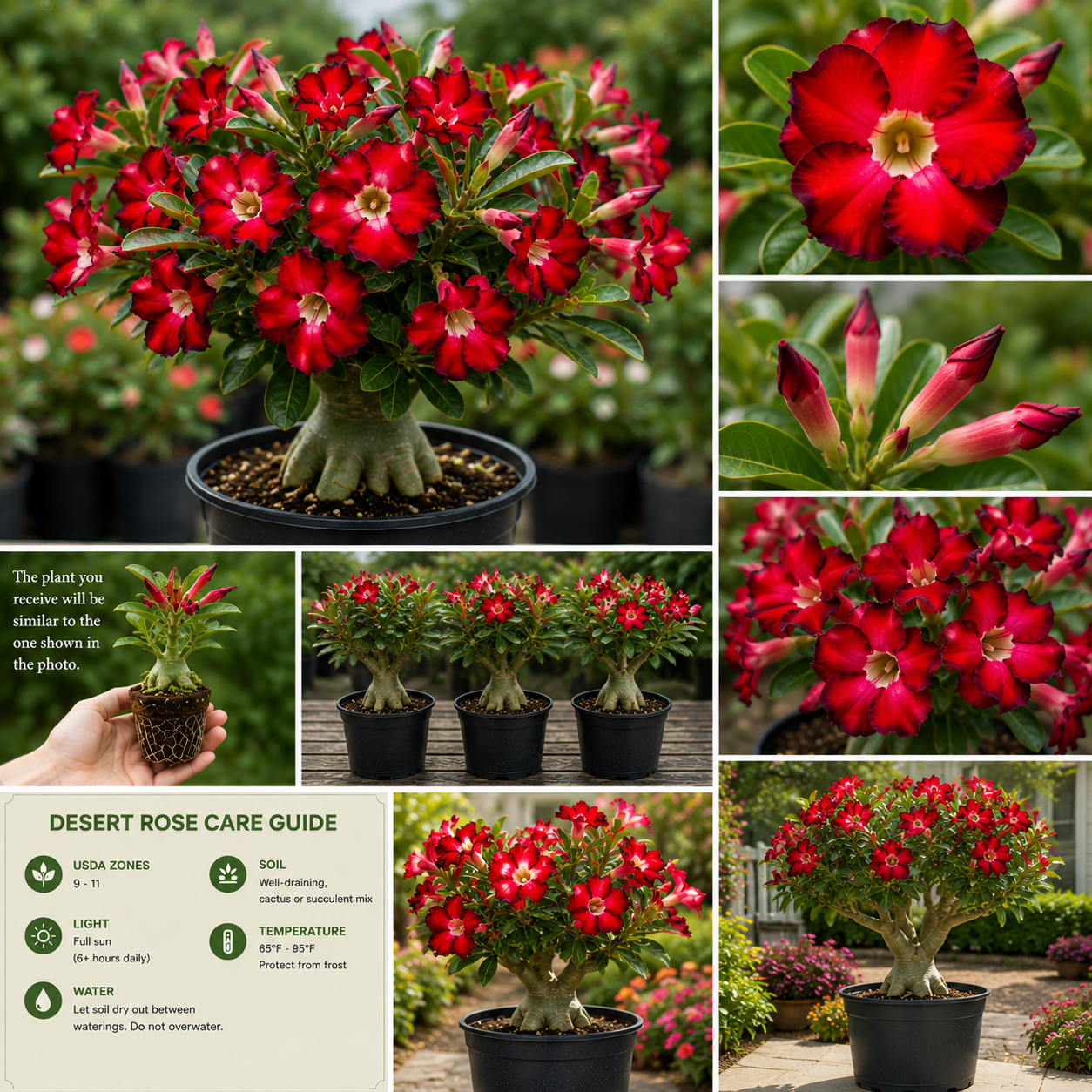 Red Desert Rose Live Plant - Adenium Succulent Bonsai Tree, 4-8 Inches Tall