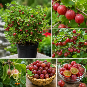 Gooseberry Bush Live Plant 5-9 Inch Tall - Sweet Red Fruit for Planting
