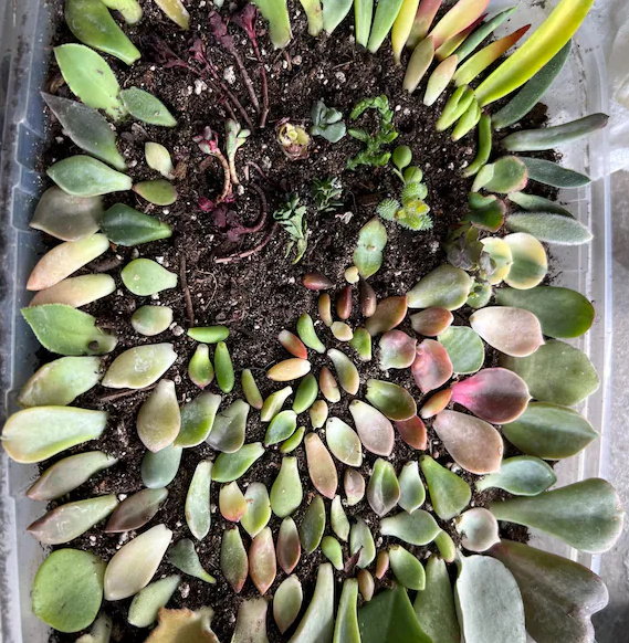 Succulent Leaves for Propagation - 100-300 Leaves, 50+ Varieties