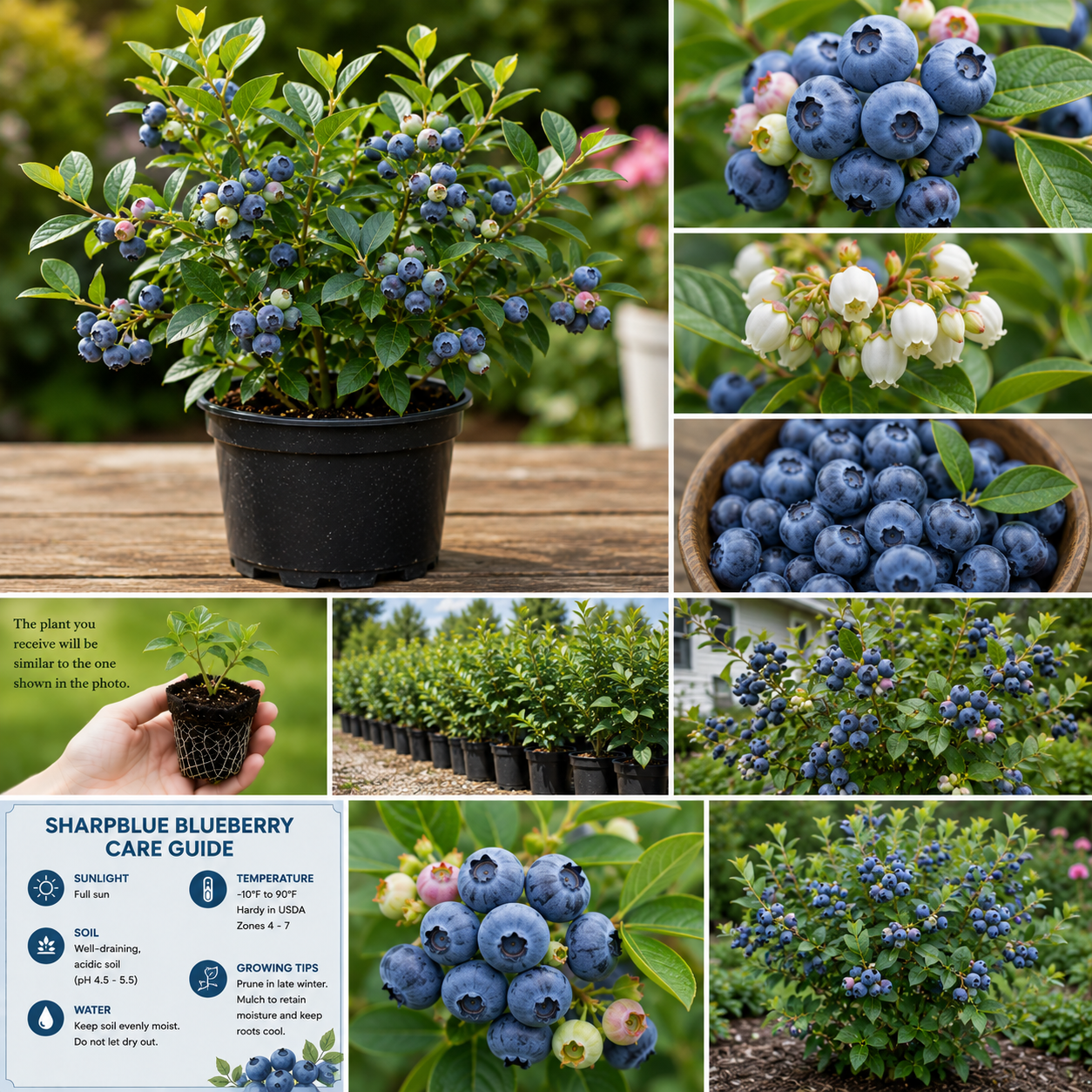 Sharpblue Blueberry Live Plant – 4-8 Inch Tall Starter Bush – Hardy Outdoor Fruit Bush