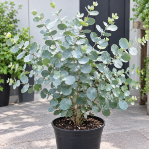 Silver Dollar Eucalyptus Live Plant, 1-3 Inches Tall, Indoor & Outdoor Tree