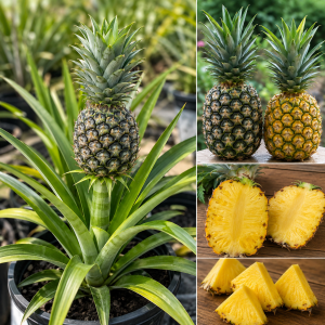 Sugarloaf Pineapple Plants Live - Pack of 2, 4-8 Inch, Tropical Fruit