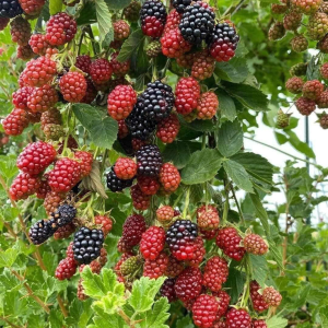 Set of 2 Thornless Boysenberry Plants – Live Plant – Sweet Berries – 4-6 Inches Tall – Indoor Outdoor Growing