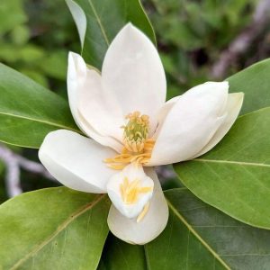 Sweetbay Magnolia Tree Live Plant, 6-9 Inch Tall, Green Magnolia Shrub
