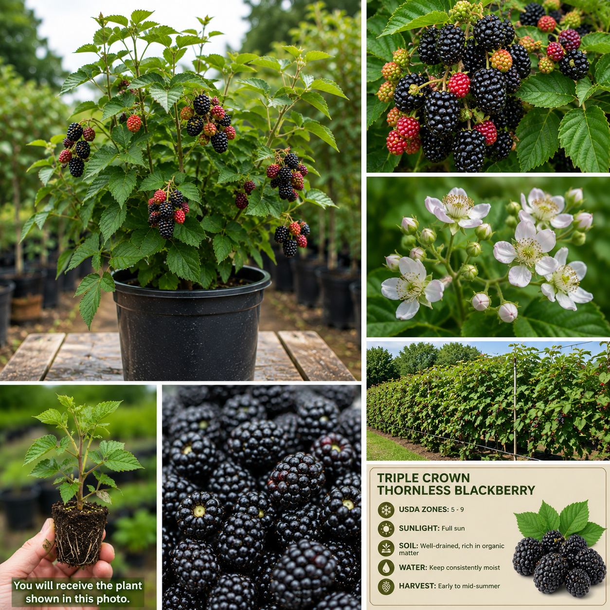 Triple Crown Thornless Blackberry Plants – Live Bushes – Set of 2 for Planting – Outdoor