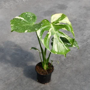 Variegated Monstera Live Plant 4-6 Inches Tall – Tropical Houseplant, Green & Cream Leaves, Indoor/Outdoor