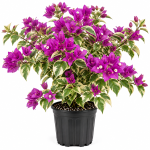 Set of 2 Variegated Purple Bougainvillea Live Plants, 5-8 Inches Tall, Indoor/Outdoor