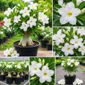 White Desert Rose Live Plant - 5-7 Inches Tall - Perennial Flowering Succulent - Indoor/Outdoor