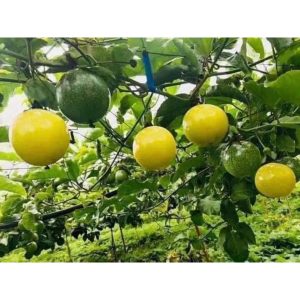 Yellow Passion Fruit Live Plant – Passiflora Vine, 5-8 Inch Tall, Outdoor