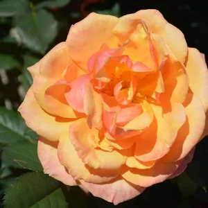 About Face Grandiflora Rose Live Plant – Deep Orange Gold Flowers, 5-9 Inch Tall - Image 3