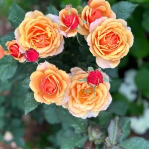 About Face Grandiflora Rose Live Plant – Deep Orange Gold Flowers, 5-9 Inch Tall - Image 4