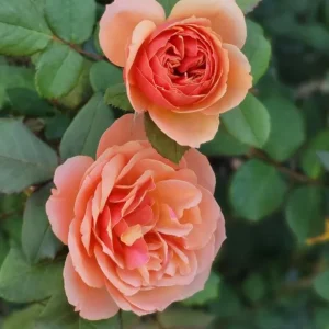 About Face Grandiflora Rose Live Plant – Deep Orange Gold Flowers, 5-9 Inch Tall - Image 5
