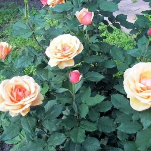 About Face Grandiflora Rose Live Plant – Deep Orange Gold Flowers, 5-9 Inch Tall - Image 6