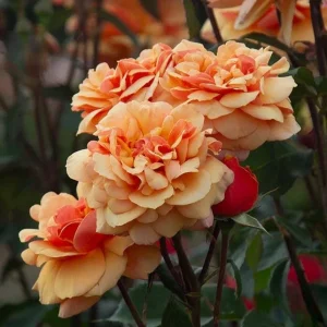 About Face Grandiflora Rose Live Plant – Deep Orange Gold Flowers, 5-9 Inch Tall - Image 7