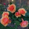 About Face Grandiflora Rose Live Plant – Deep Orange Gold Flowers, 5-9 Inch Tall - Image 1