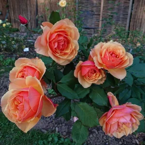 About Face Grandiflora Rose Live Plant – Deep Orange Gold Flowers, 5-9 Inch Tall - Image 1