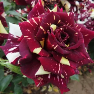 Abracadabra Rose Bush – Striped Floribunda Rose Plant – Live Plant 5-7 Inch Tall - Image 3
