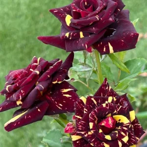 Abracadabra Rose Bush – Striped Floribunda Rose Plant – Live Plant 5-7 Inch Tall - Image 4