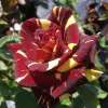 Abracadabra Rose Bush – Striped Floribunda Rose Plant – Live Plant 5-7 Inch Tall - Image 1