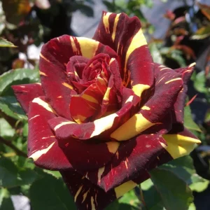 Abracadabra Rose Bush – Striped Floribunda Rose Plant – Live Plant 5-7 Inch Tall - Image 1