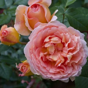 Abraham Darby Rose Live Plant - Apricot Fragrant Blooms - 5-7 Inch Tall Starter - Image 2