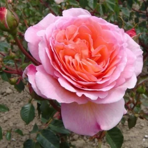 Abraham Darby Rose Live Plant - Apricot Fragrant Blooms - 5-7 Inch Tall Starter - Image 5