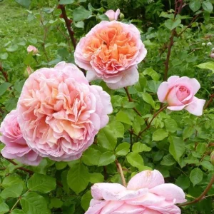 Abraham Darby Rose Live Plant - Apricot Fragrant Blooms - 5-7 Inch Tall Starter - Image 1