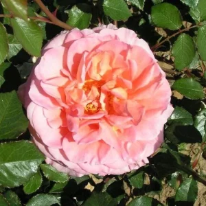 Abraham Darby Rose Live Plant - Apricot Fragrant Blooms - 5-7 Inch Tall Starter - Image 7