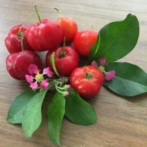 Acerola Barbados Cherry Live Plant - Malpighia emarginata - 3-4 inch Seedling - Image 1