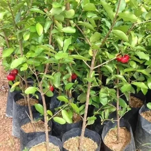 Acerola Cherry Live Plant - Barbados Cherry Seedling 5-9” Tall - Image 3