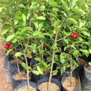 Acerola Cherry Live Plant - Barbados Cherry Seedling 5-9” Tall - Image 4