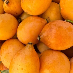 Achachairu Garcinia Humilis Grafting Cuttings – 1/4 inch thick, 6-8 inches long - Image 1