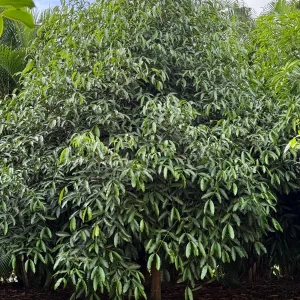 Achachairu Garcinia Humilis Grafting Cuttings – 1/4 inch thick, 6-8 inches long - Image 3