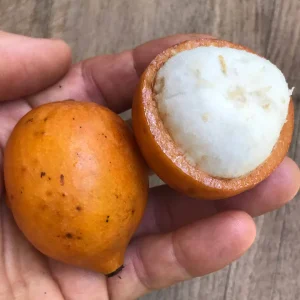 Achachairu Garcinia Humilis Grafting Cuttings – 1/4 inch thick, 6-8 inches long - Image 9