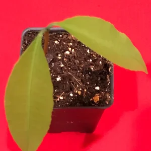 Achachairu Garcinia Humilis Live Plant – Tropical Fruit Tree Starter – 4-8 inches tall in 2.5 inch pot - Image 10