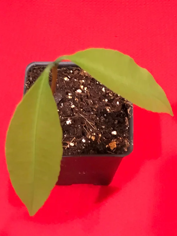 Achachairu Garcinia Humilis Live Plant - Tropical Fruit Tree Starter, 4-8'' Tall - Image 10