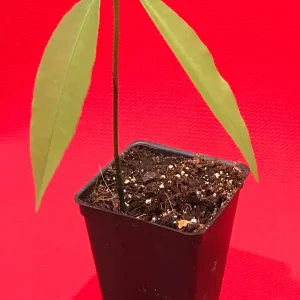 Achachairu Garcinia Humilis Live Plant – Tropical Fruit Tree Starter – 4-8 inches tall in 2.5 inch pot - Image 2