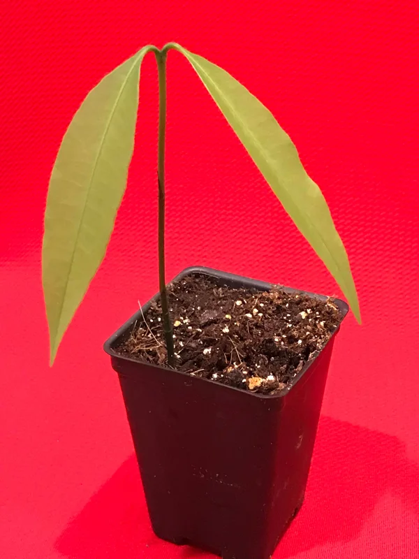 Achachairu Garcinia Humilis Live Plant - Tropical Fruit Tree Starter, 4-8'' Tall - Image 2