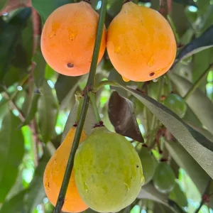 Achachairu Garcinia Humilis Live Plant - Tropical Fruit Tree Starter, 4-8'' Tall - Image 3