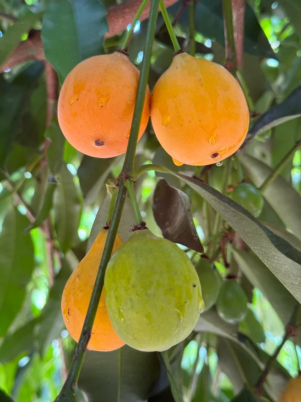Achachairu Garcinia Humilis Live Plant - Tropical Fruit Tree Starter, 4-8'' Tall - Image 3