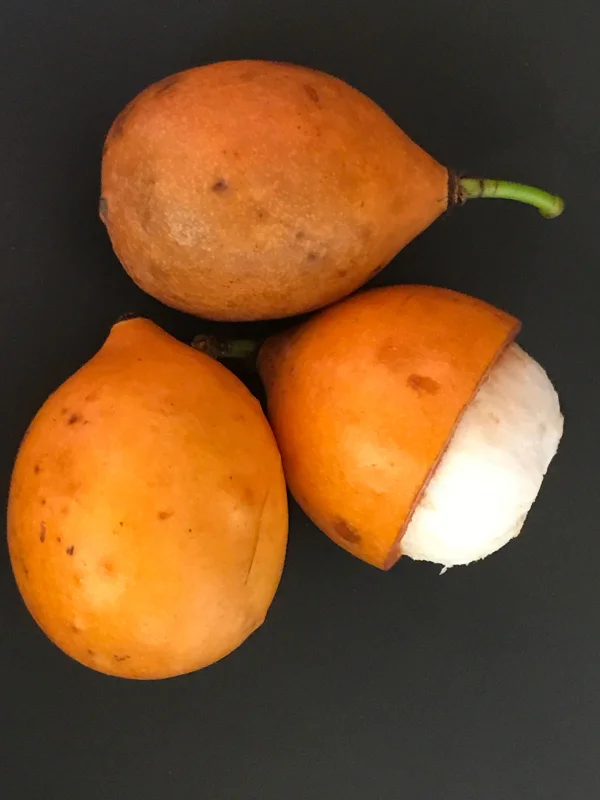 Achachairu Garcinia Humilis Live Plant – Tropical Fruit Tree Starter – 4-8 inches tall in 2.5 inch pot - Image 4