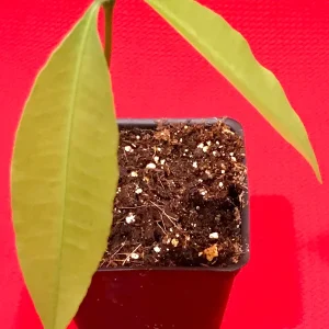 Achachairu Garcinia Humilis Live Plant - Tropical Fruit Tree Starter, 4-8'' Tall - Image 5
