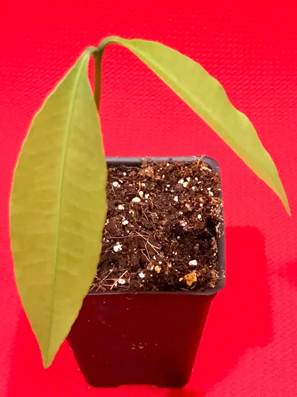 Achachairu Garcinia Humilis Live Plant – Tropical Fruit Tree Starter – 4-8 inches tall in 2.5 inch pot - Image 5