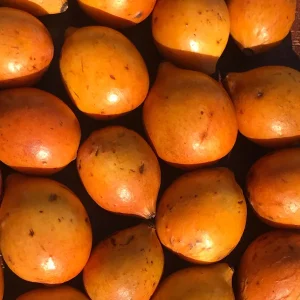 Achachairu Garcinia Humilis Live Plant - Tropical Fruit Tree Starter, 4-8'' Tall - Image 6